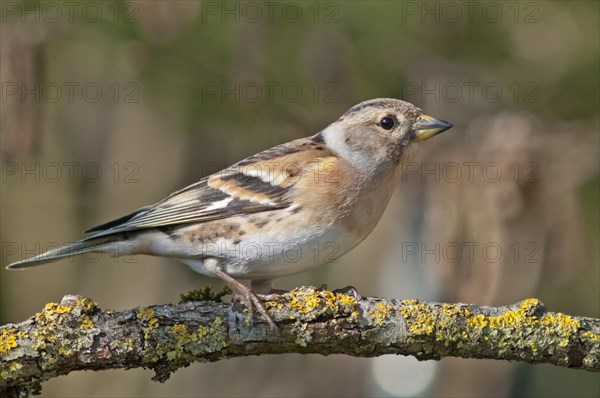 Brambling (Fringilla montifringilla)