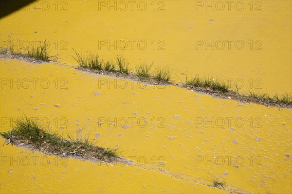 Grass growing in the expansion joints of a yellow painted sidewalk