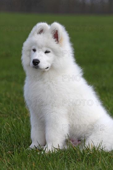 Samoyed dog