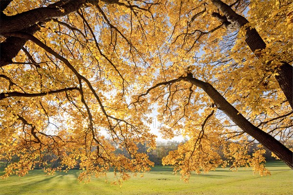 Autumnal coloured Field Maple (Acer campestre) in a park