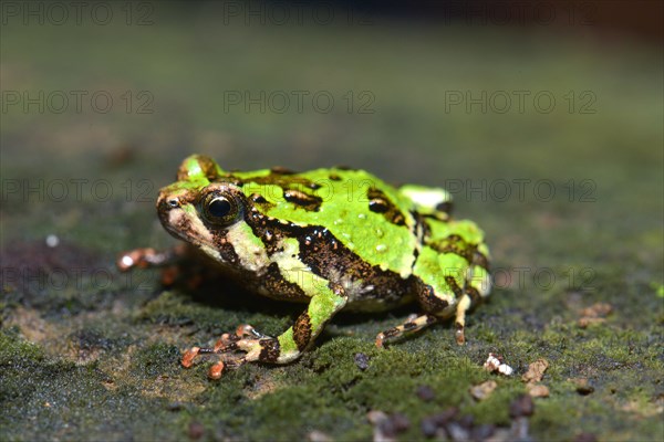 Green Burrowing Frog (Scaphiophyrne marmorata)