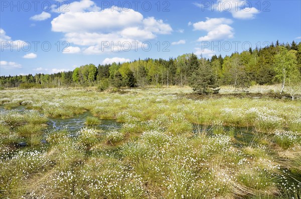 Flooded bog with blooming Hare's-tail Cottongrass