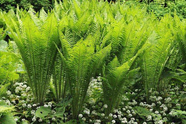 Ostrich Fern or Shuttlecock Fern (Matteuccia struthiopteris)