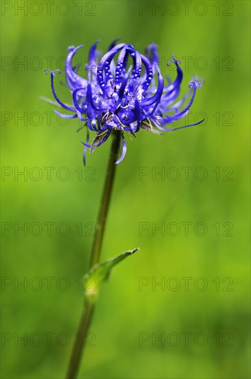 Round-headed Rampion or Pride of Sussex (Phyteuma orbiculare)