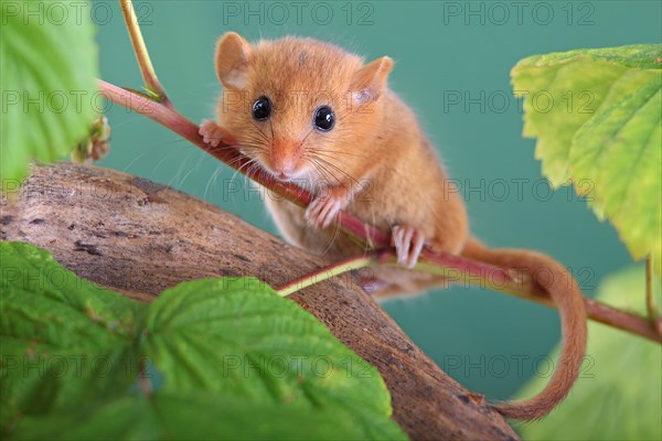 Hazel Dormouse