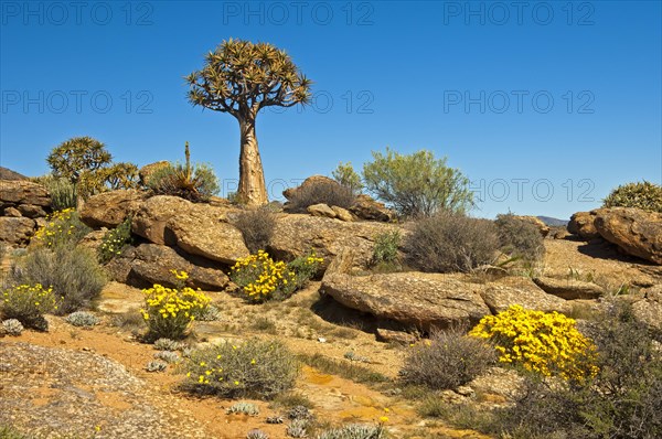 Quiver Tree or Kokerboom (Aloe dichotoma) and Skaapbos Shrub