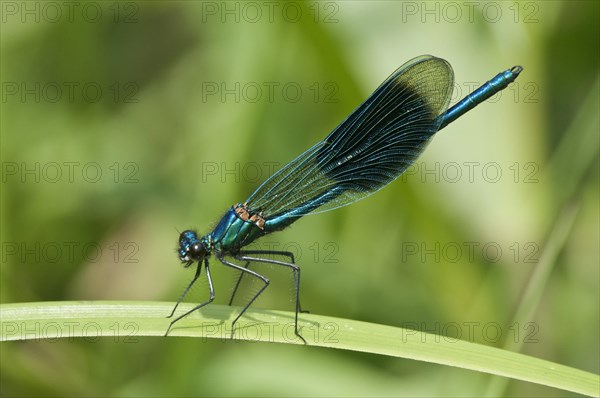 Banded Demoiselle (Calopteryx splendens)