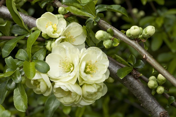 Flowering Quince (Chaenomeles x superba)