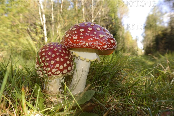 Fly Agaric (Amanita muscaria)