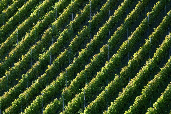 Vines in autumn