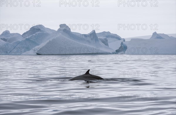 Antarctic Minke Whale (Balaenoptera bonaerensis)