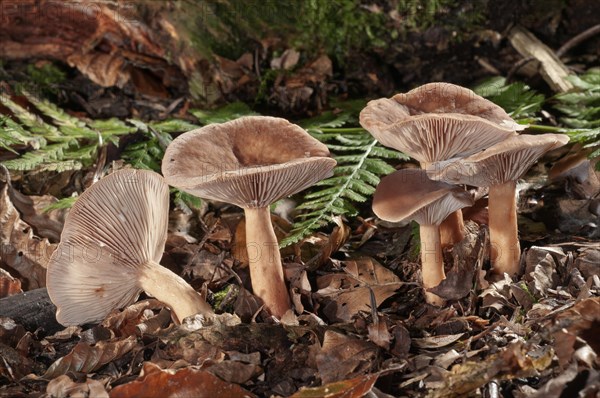 Bright Orange Milkcap (Lactarius aurantiofulvus)