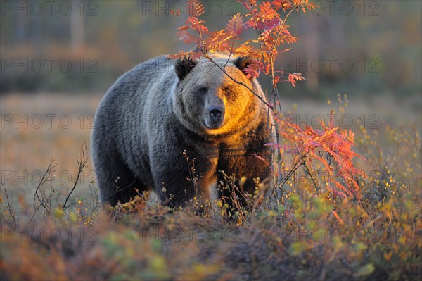 Brown Bear (Ursus arctos) in the autumnally coloured taiga or boreal forest in the last light