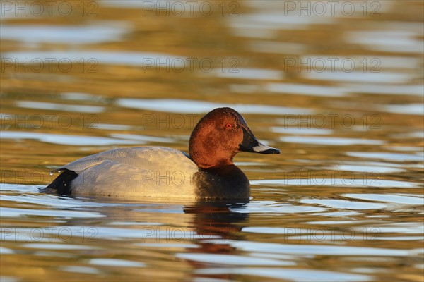 Common Pochard (Aythya ferina)