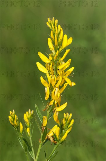 Scotch Broom (Cytisus scoparius)