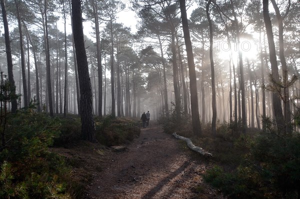 Hikers in a misty autumn forest with oak trees and pines