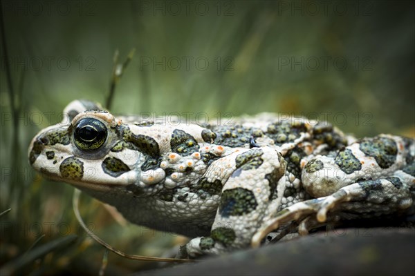 European Green Toad (Bufo viridis)