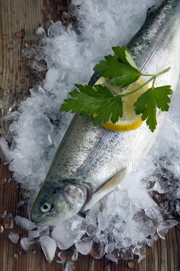 Freshly gutted brook trout with ice on a wooden surface