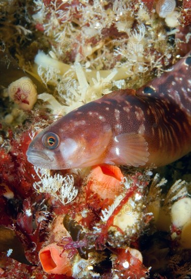 Butterfish (Pholis gunnellus)