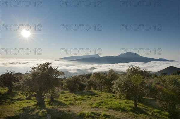 Sun over a landscape with trees