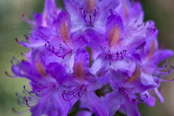 Rhododendron (Rhododendron catawbiense)