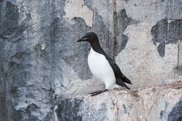 Thick-billed Murre or Bruennich's Guillemot (Uria lomvia) at the bird cliffs of Alkefjellet