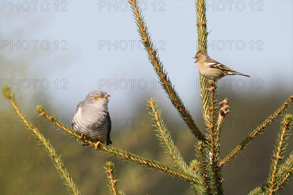 Chaffinch (Fringilla coelebs) being angry with a cuckoo (Cuculus canorus)