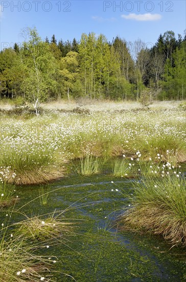 Flooded bog with blooming Hare's-tail Cottongrass