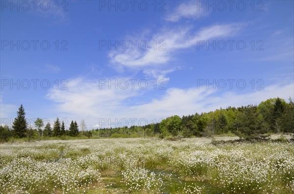 Flooded bog with blooming Hare's-tail Cottongrass