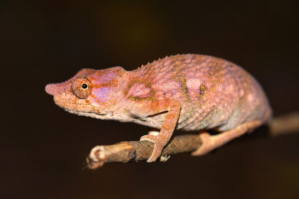 Rhinoceros Chameleon (Furcifer rhinoceratus)