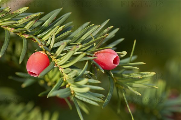 English Yew or European Yew (Taxus baccata)