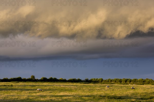 Dramatic clouds over a sheep pasture
