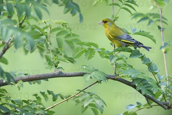 Greenfinch (Carduelis chloris)