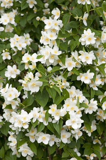 Sweet Mock-orange or English Dogwood (Philadelphus coronary)