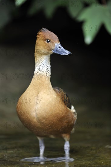 Fulvous Whistling Duck (Dendrocygna bicolor)