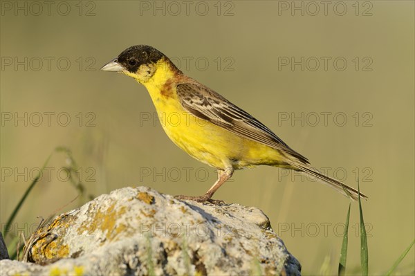 Black-headed Bunting (Emberiza melanocephala) standing on a stone