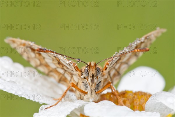 Heath Fritillary (Melitaea athalia) on an Oxeye Daisy (Leucanthemum vulgare)