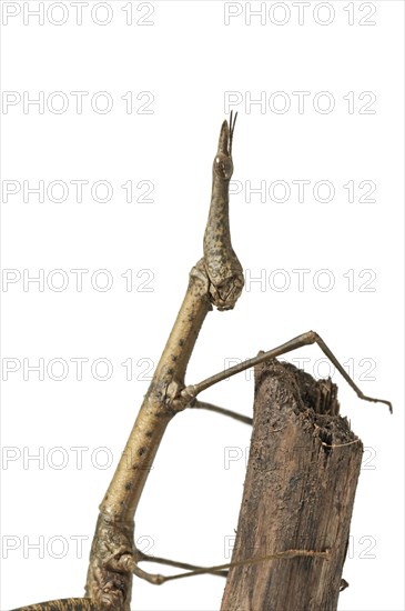 Horse Head Grasshopper (Pseudoproscopia latirostris)