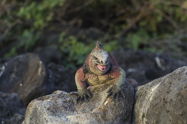 Marine Iguana (Amblyrhynchus cristatus)