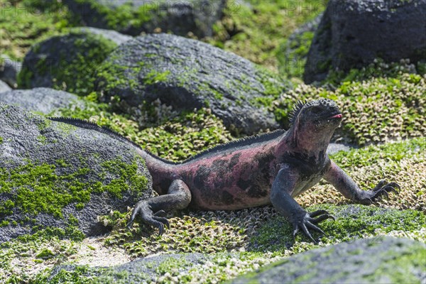 Marine Iguana (Amblyrhynchus cristatus)