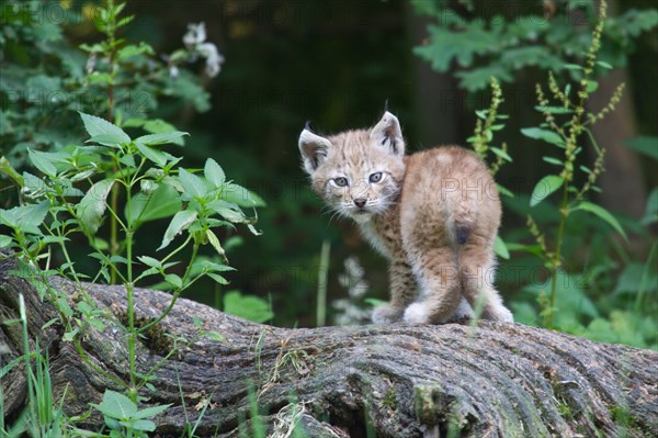 Young Eurasian Lynx (Lynx lynx) standing on a tree trunk