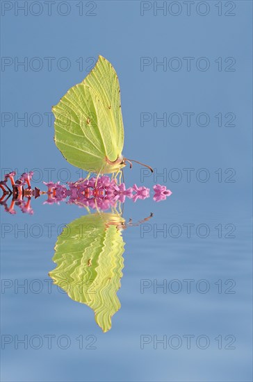 Brimstone (Gonepteryx rhamni)