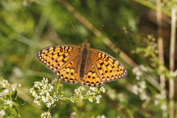 Dark Green Fritillary (Argynnis aglaja) perched on a meadow plant with outstretched wings