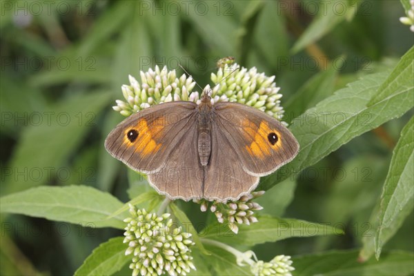 Meadow Brown (Maniola jurtina)