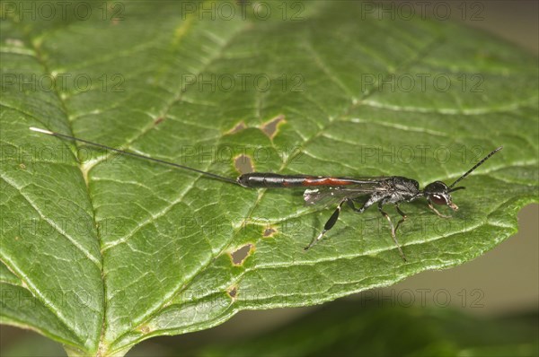 Gasteruptiid Wasp (Gasteruption jaculator)