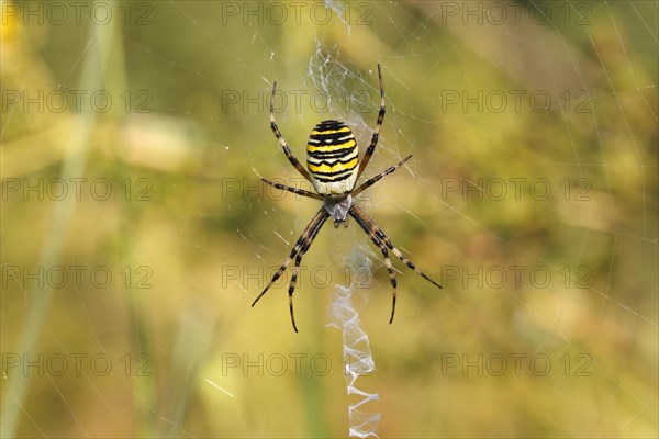 Wasp Spider or Zebra Spider (Argiope bruennichi)