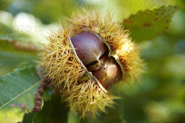 Ripe chestnuts (Castanea sativa)