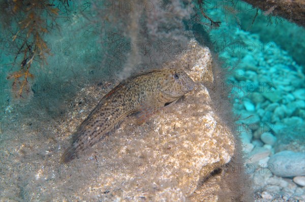 Rusty Blenny (Parablennius sanguinolentus)