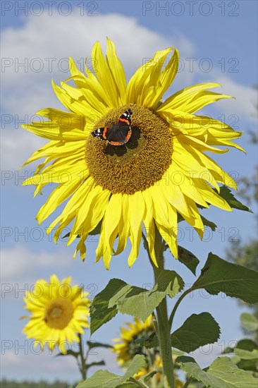 Red Admiral (Vanessa atalanta) butterfly feeding on a sunflower (Helianthus annuus)