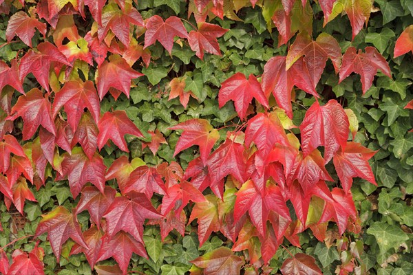 Boston ivy (Parthenocissus tricuspidata) and ivy